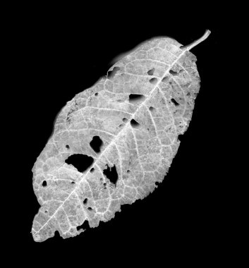 Zararlıları tarafından yemiş yaprakları