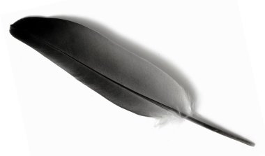 Beyaz bir kuş tüyü