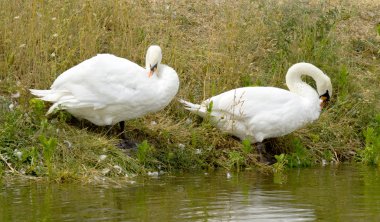 Nehirde beyaz kuğular