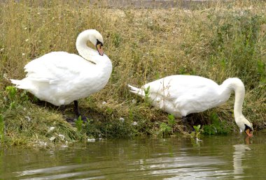 Nehirde beyaz kuğular