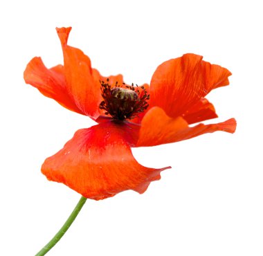 Bir beyaz üzerine kırmızı haşhaş çiçek