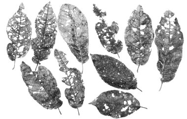 Yaprakları delikli zararlıları tarafından yemiş