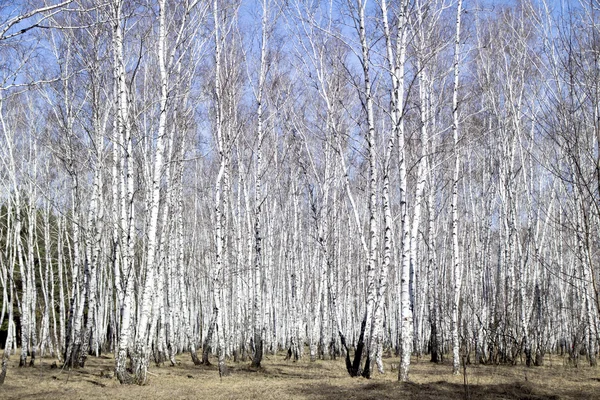 Witte berkenbomen — Stockfoto