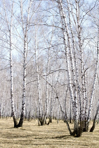 화이트 자작나무 — 스톡 사진