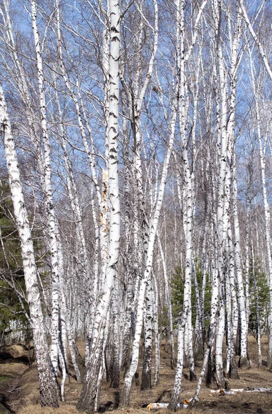 Witte berkenbomen — Stockfoto