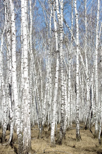 Witte berkenbomen — Stockfoto