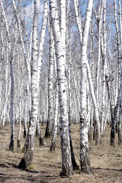 白biの木 — ストック写真