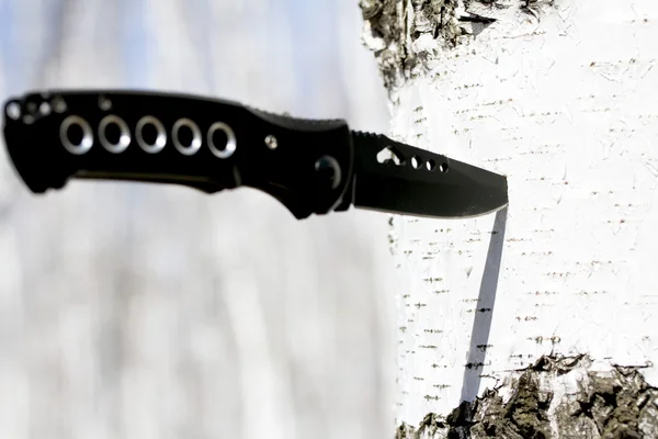 Knife stuck in a birch tree — Stock Photo, Image