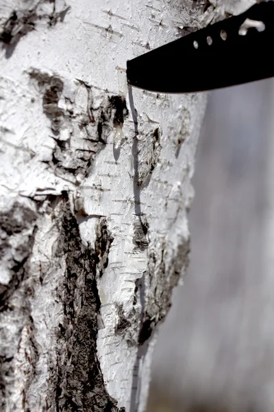 Nóż utkwił brzozowego drzewa — Zdjęcie stockowe