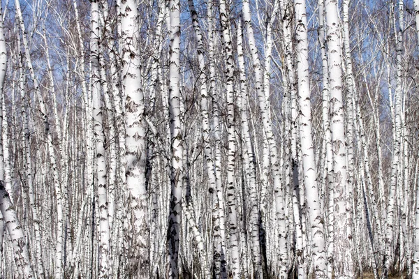 Witte berkenbomen — Stockfoto