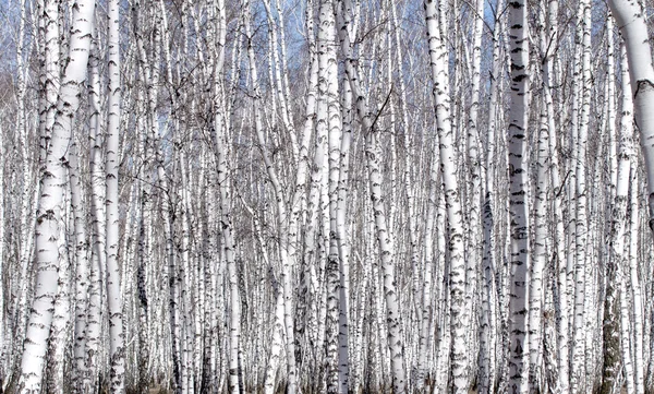 Witte berkenbomen — Stockfoto