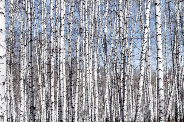 Witte berkenbomen — Stockfoto