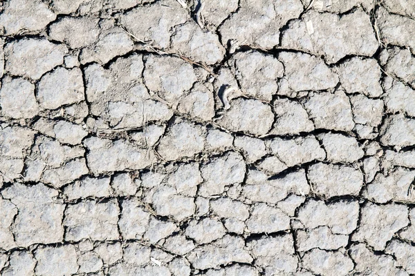 Terra seca rachada — Fotografia de Stock