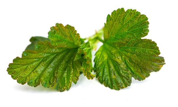 Hojas verdes sobre blanco — Foto de Stock