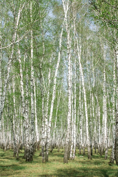 Våren björkskog — Stockfoto