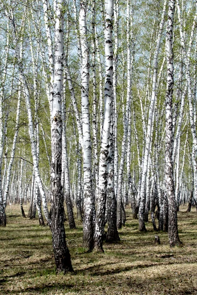 Весенний березовый лес — стоковое фото