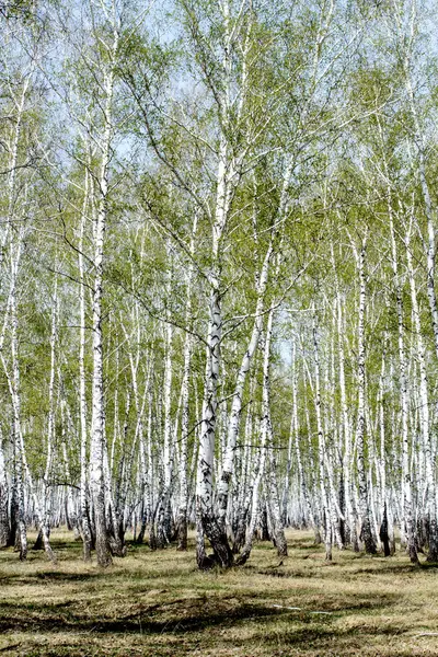 Pădure de mesteacăn — Fotografie, imagine de stoc