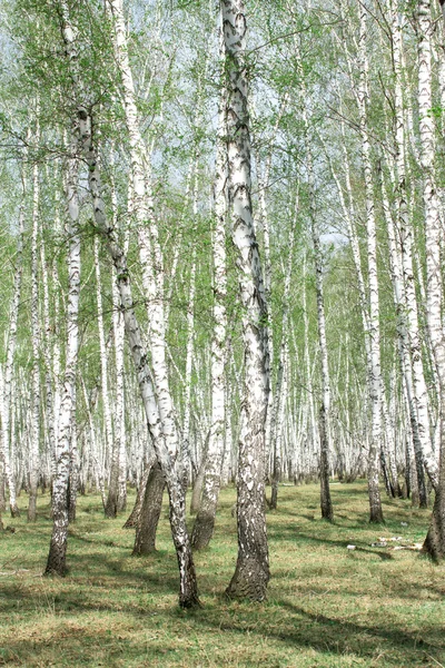 Floresta de bétula primavera — Fotografia de Stock