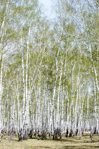 春白樺の森 — ストック写真