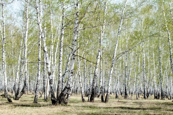 Floresta de bétula primavera — Fotografia de Stock