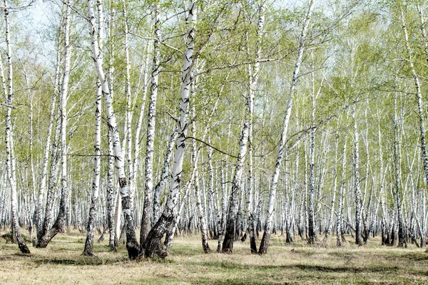 Jarní březový les — Stock fotografie