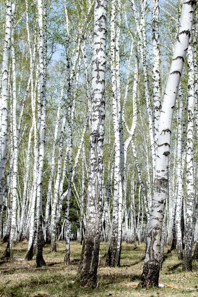 Tavaszi birch erdő — Stock Fotó