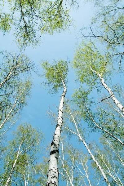 Våren björkskog — Stockfoto