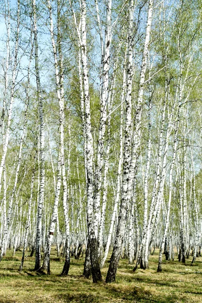 Spring birch forest — Stock Photo, Image