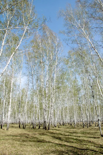 Birkenwald im Frühling — Stockfoto