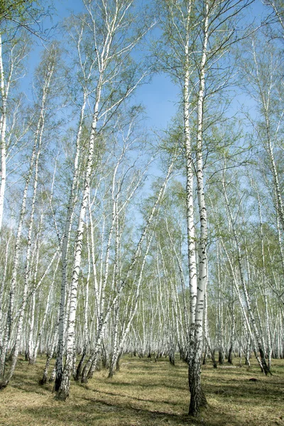 Våren björkskog — Stockfoto