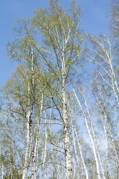 Våren björkskog — Stockfoto