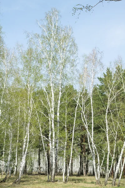 Bahar huş ağacı orman — Stok fotoğraf