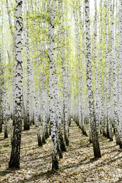 Spring birch forest — Stock Photo, Image