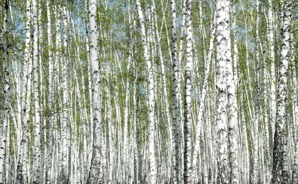 Forêt de bouleau printanier — Photo