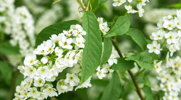 White cherry flowers — Stock Photo, Image