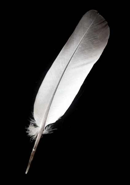 Bird feather isolated — Stock Photo, Image