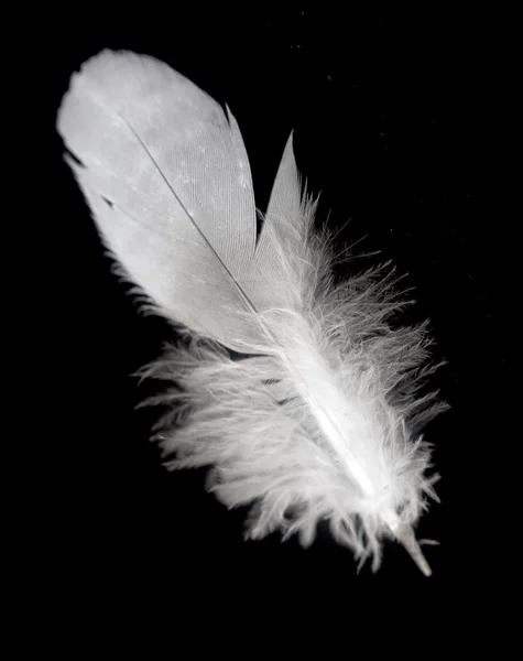 Plume d'oiseau isolée — Photo