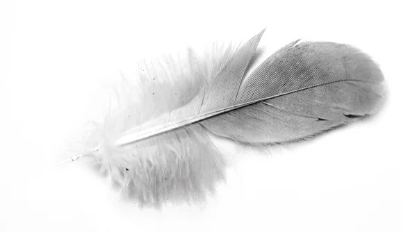 Пташине перо ізольовані — стокове фото