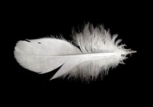 Bird feather isolated — Stock Photo, Image