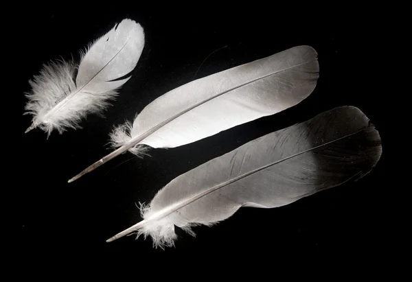 Feather of a bird on black — Stock Photo, Image