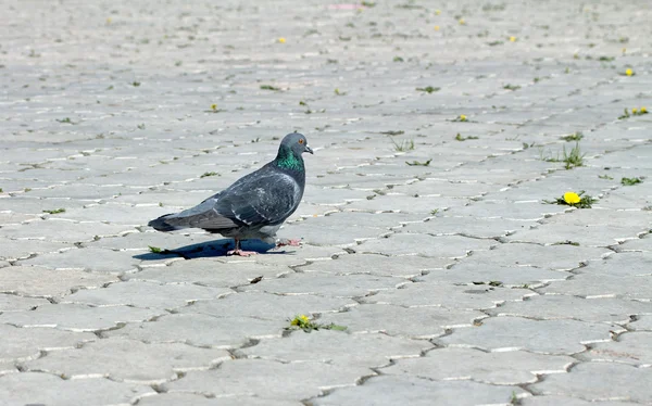 Pombo cinzento na natureza — Fotografia de Stock