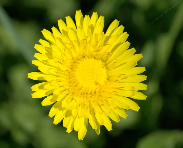 Diente de león amarillo en primavera — Foto de Stock