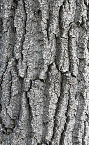 Tree bark background — Stock Photo, Image