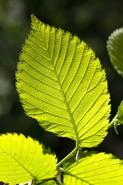 Zelený list na slunci — Stock fotografie
