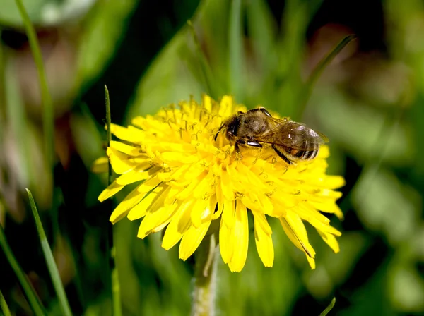 Abeja en un primer plano diente de león —  Fotos de Stock