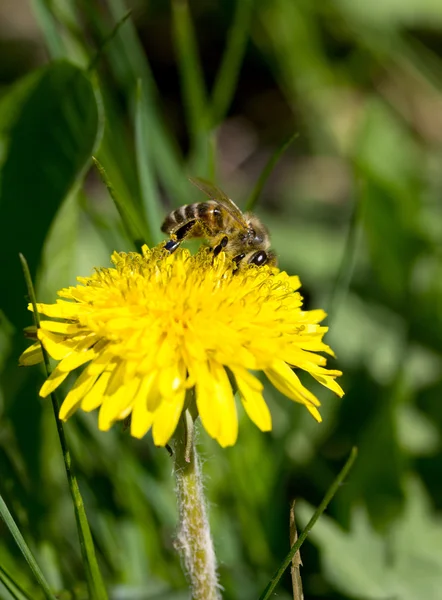Karahindiba closeup arıya — Stok fotoğraf
