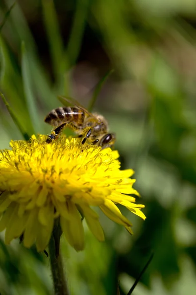 Biene in Löwenzahn-Nahaufnahme — Stockfoto