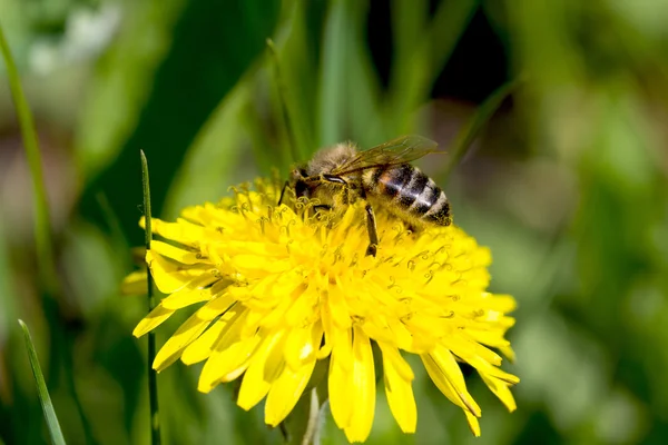 Karahindiba closeup arıya — Stok fotoğraf
