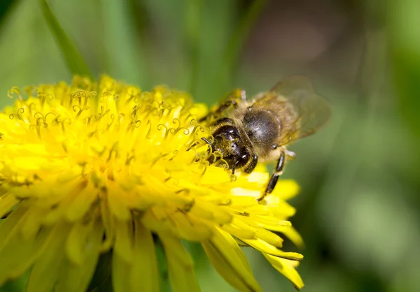 Abeja en un primer plano diente de león — Foto de Stock