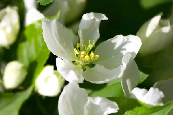 Blooming apple tree — Stock Photo, Image